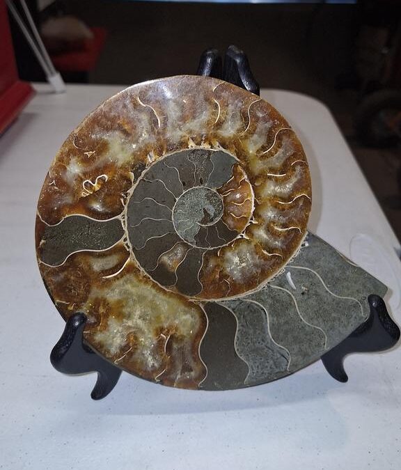 Lot 2 – Large Madagascar Ammonite Specimen on Stand
